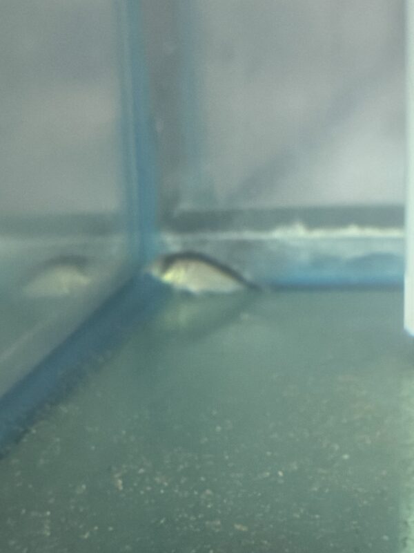 Catfish Corydoras Skunk