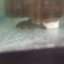 Plecostomus Mango L-047