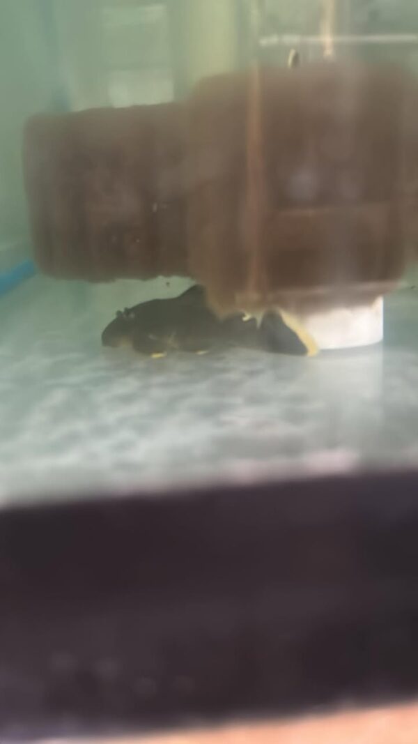 Plecostomus Mango L-047