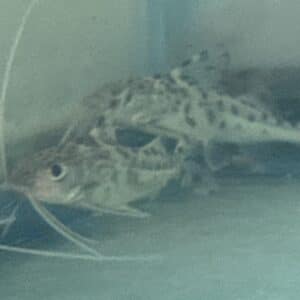Catfish Pimodella Pictus Spotted