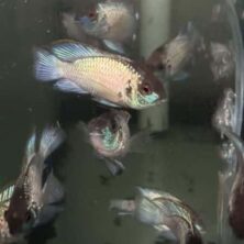 Cichlid Acara Electric blue