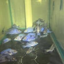 Cichlid African Blue Moori REG