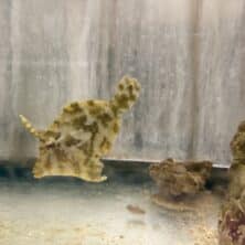 Filefish Matted