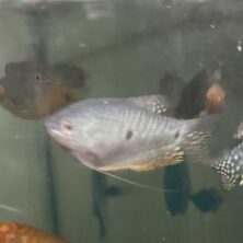 Gourami Blue