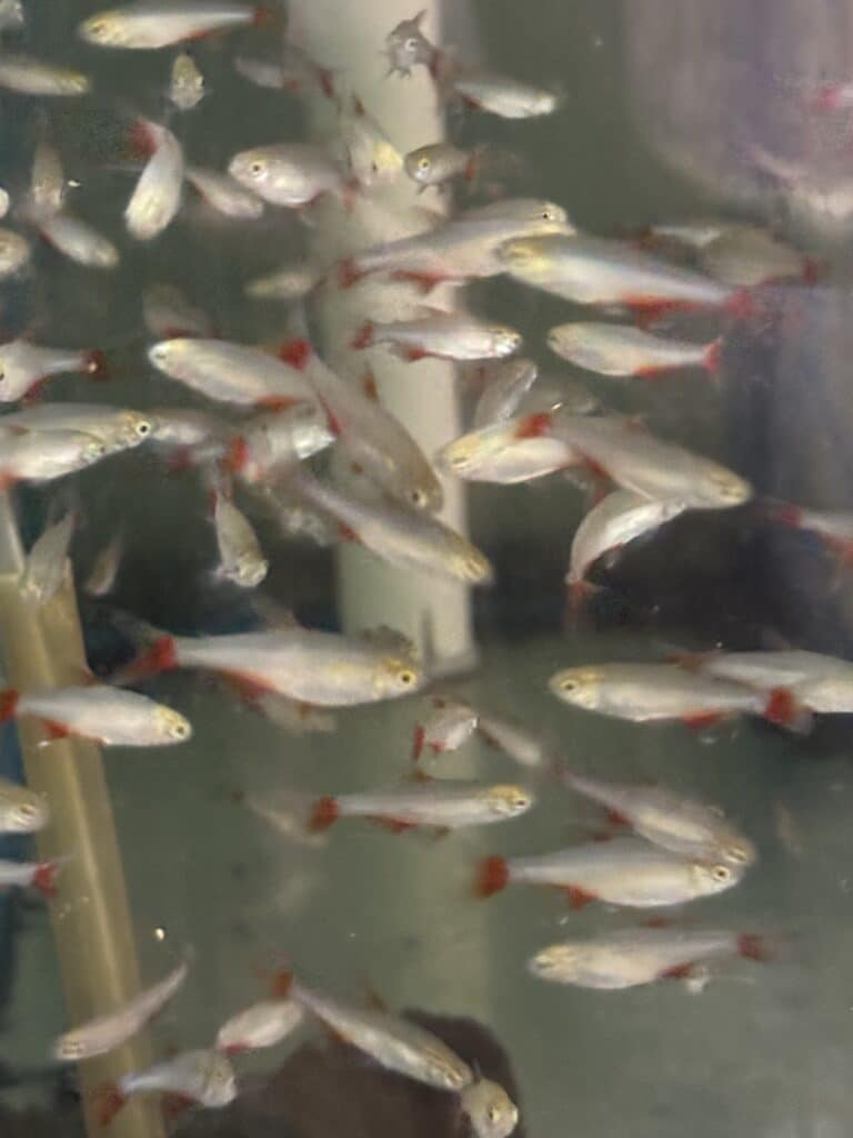 Tetra Bloodfin