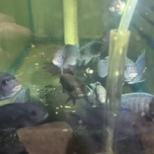 Cichlid African Malawi Cobalt Blue