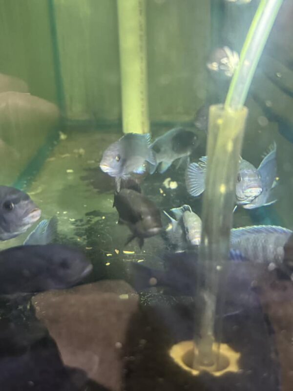 Cichlid African Malawi Cobalt Blue