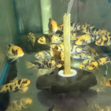 Cichlid African OB yellow