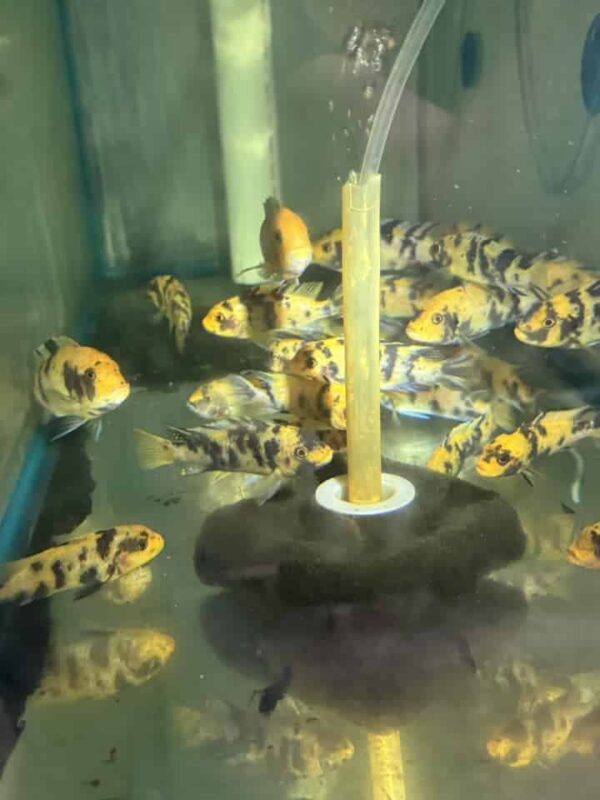 Cichlid African OB yellow