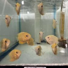 Cichlid Severum Gold Red Spot