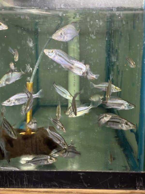 Cichlid Compressiseps