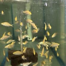 Cichlid Compressiseps Albino