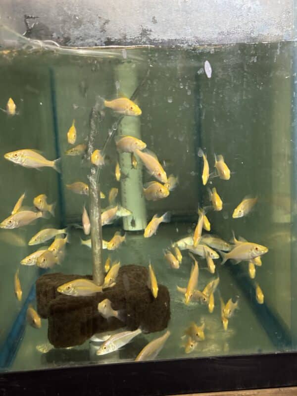 Cichlid Compressiseps Albino