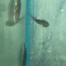 Loach Hillstream Redtail