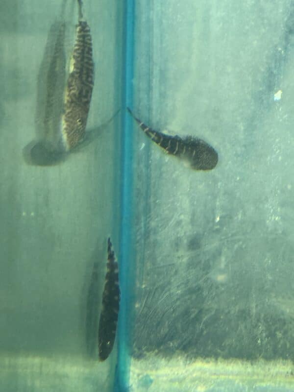 Loach Hillstream Redtail