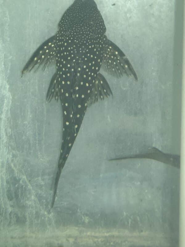 Pleco Blue Phantom L128