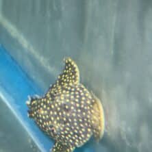 Pleco Gold Nugget L177