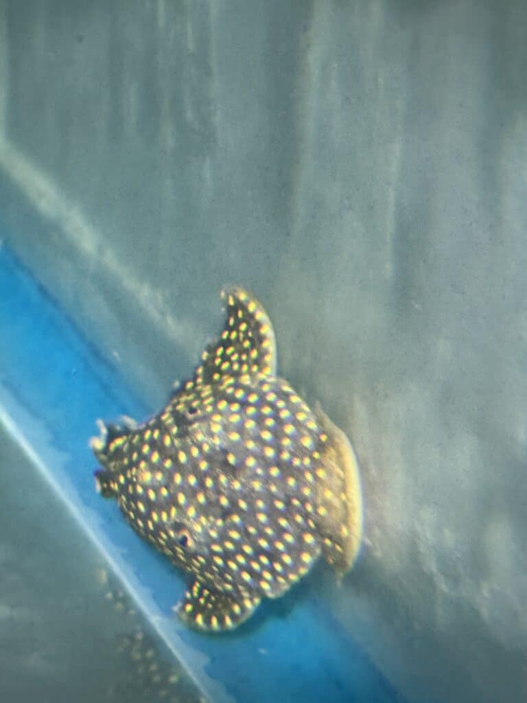 Pleco Gold Nugget L177 - PJS Tropical Fish Inc