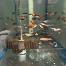 Swordtail Mix