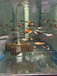 Swordtail Mix
