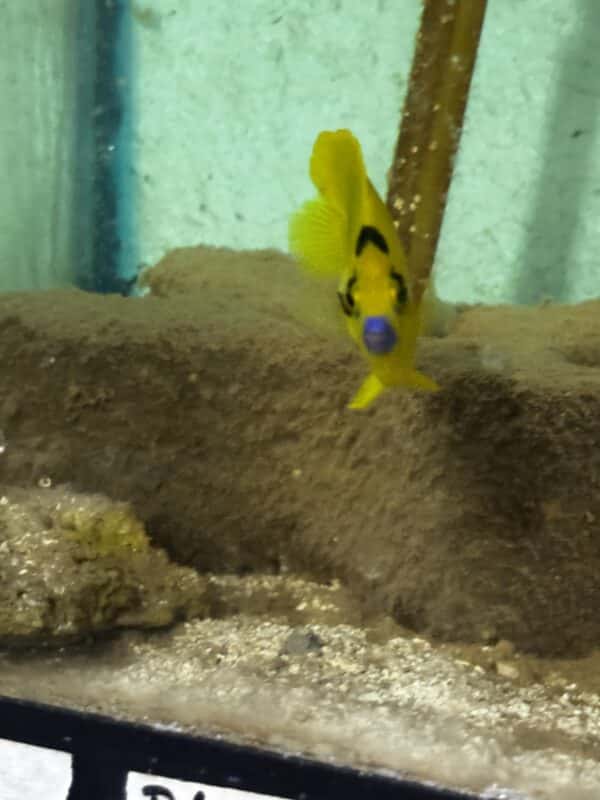 Angelfish Flag Fin