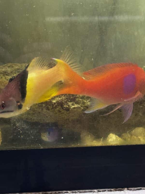 Anthias Square n Hogfish Eclipse