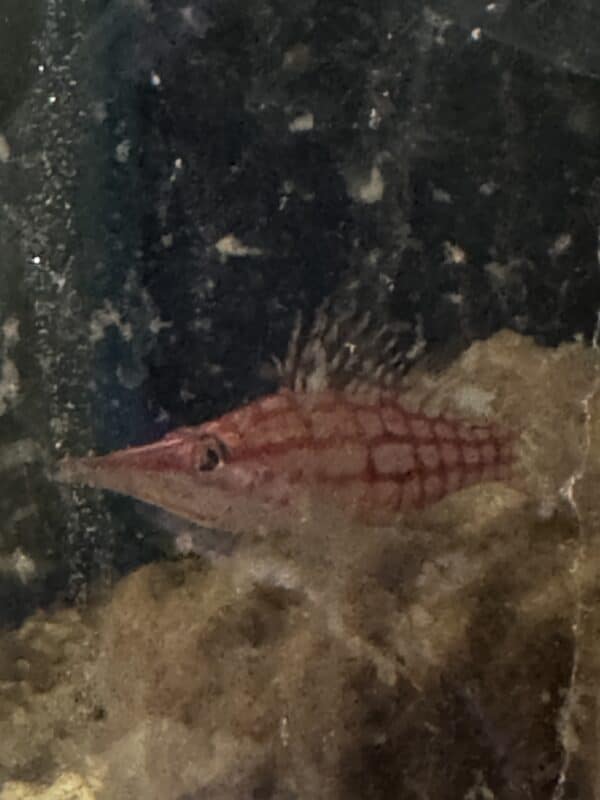 Hawkfish Long nose