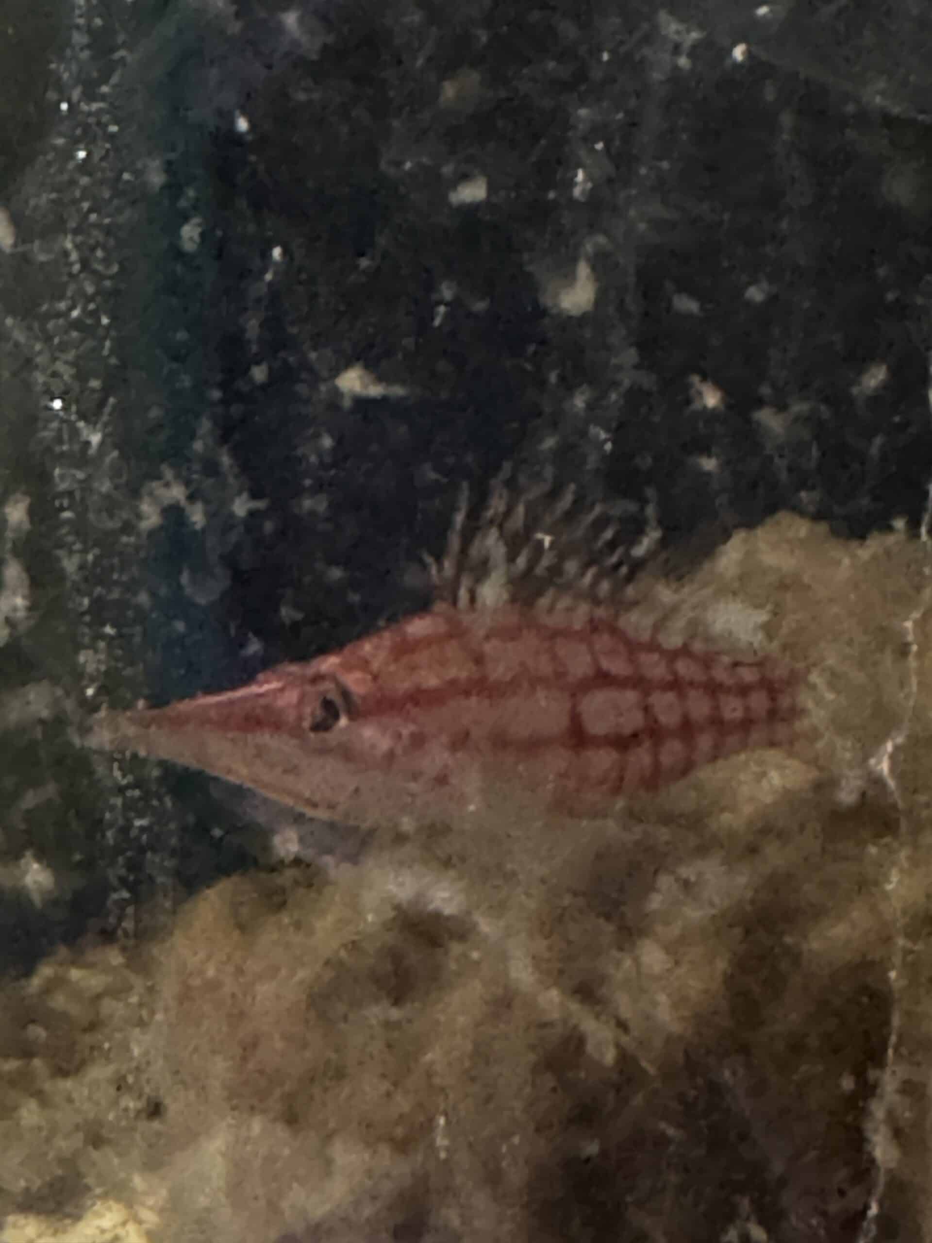 Hawkfish Long nose