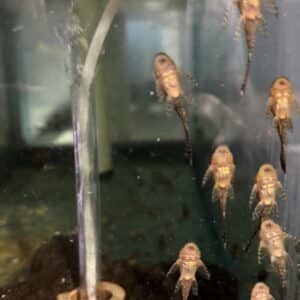Pleco Bushy Nose Long fin