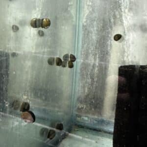 Snail Nerite FW
