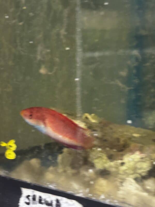 Wrasse Tri color Fairy Sailfin