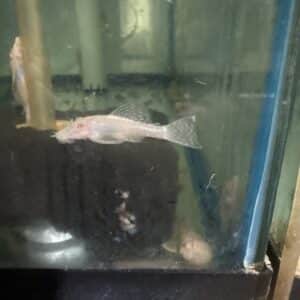 Pleco Albino Bushy Nose