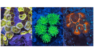 Coral Category image