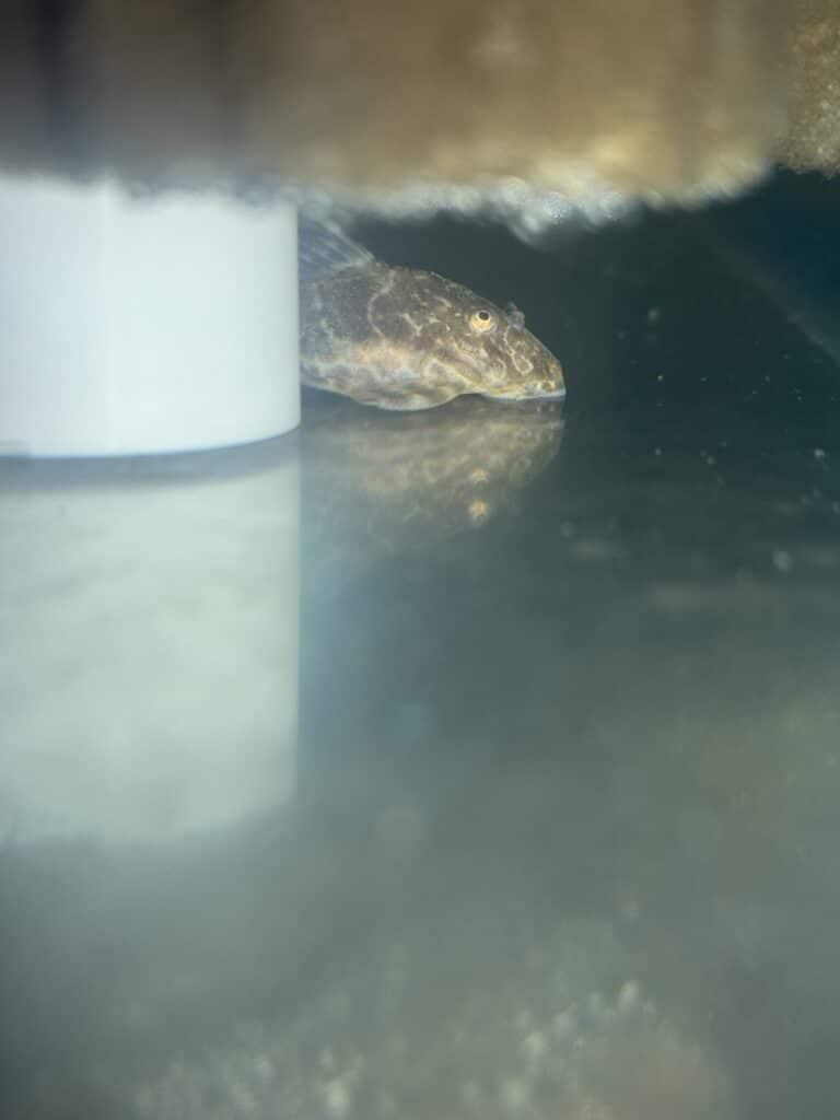 Pleco clown L103