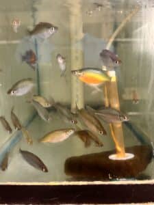 Rainbowfish Wanamensis