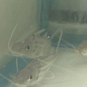 Catfish Pimodella Pictus 4 line