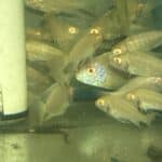 Cichlid African Peacock Albino German Red