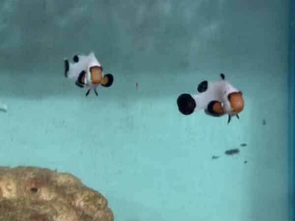 Clownfish White Pair-1