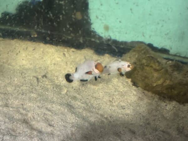 Clownfish White Pair-2