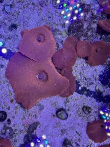 Discoma Red Mushroom