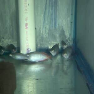 Rainbowfish Parkinsoni