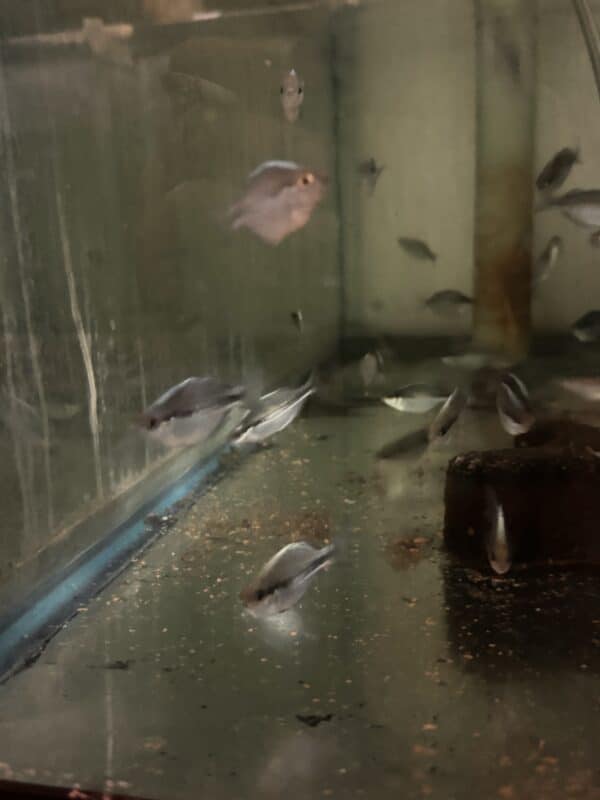 Rainbowfish Kamaka