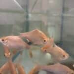 Barb Tinfoil Gold Redtail