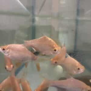 Barb Tinfoil Gold Redtail