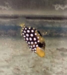 Triggerfish Clown