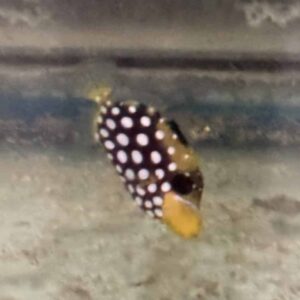Triggerfish Clown