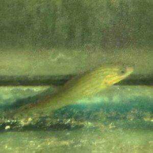 Wrasse Melanarus L