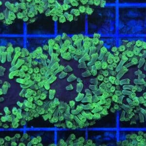 Coral Frag SPS Purple Neon Green Polyp CMT6-R2-ALL