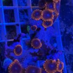 Coral Colony Zoanthid Ultra CRR2-R5