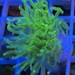 Coral Frag LPS Torch Incredible Hulk Euphyllia glabrescens CRV1-R2